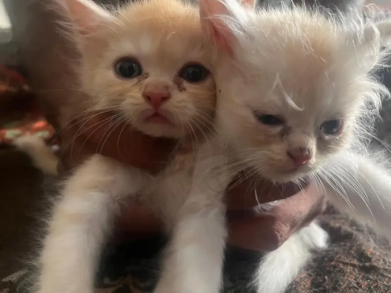 persian kittens for sale — photo 6