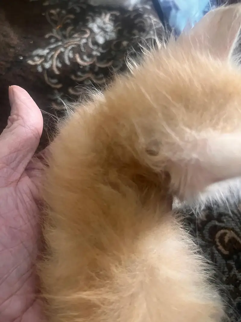 persian kittens for sale — photo 7