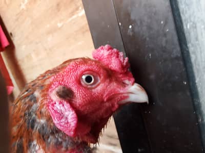 Aseel pair available