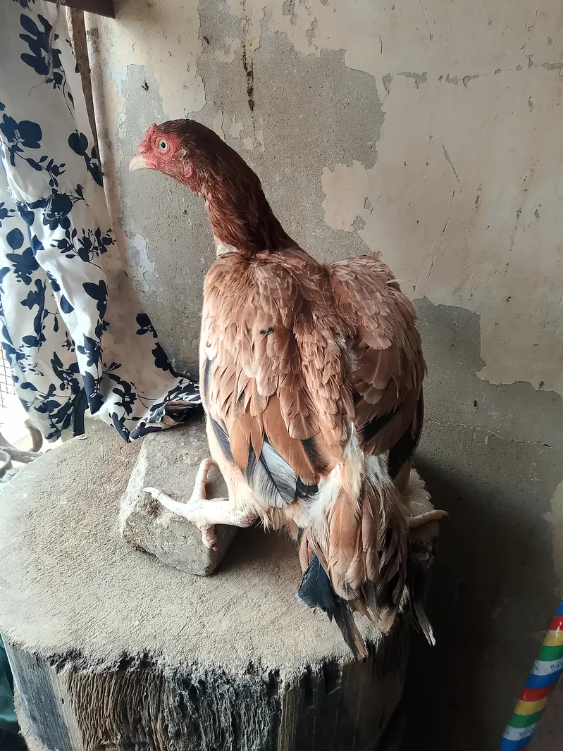 Aseel pair available — photo 8