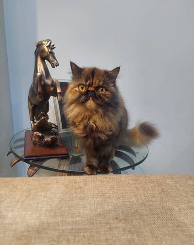 Persian Breeder Peke Face Cat | Piki Female Kitten | Cats | Kittens