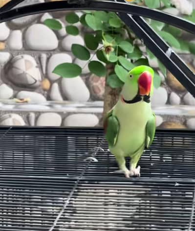 Kashmiri raw parrot for sale and time vice train vaccine mukammal