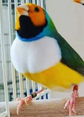 Gouldian Male exhibition size blue spilt