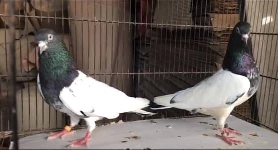 pure rampuri pair