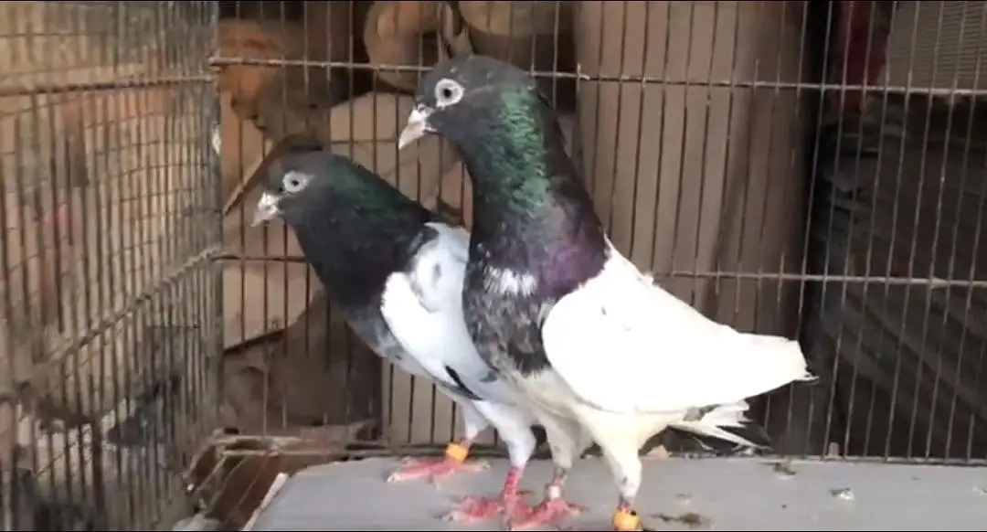 pure rampuri pair — photo 2