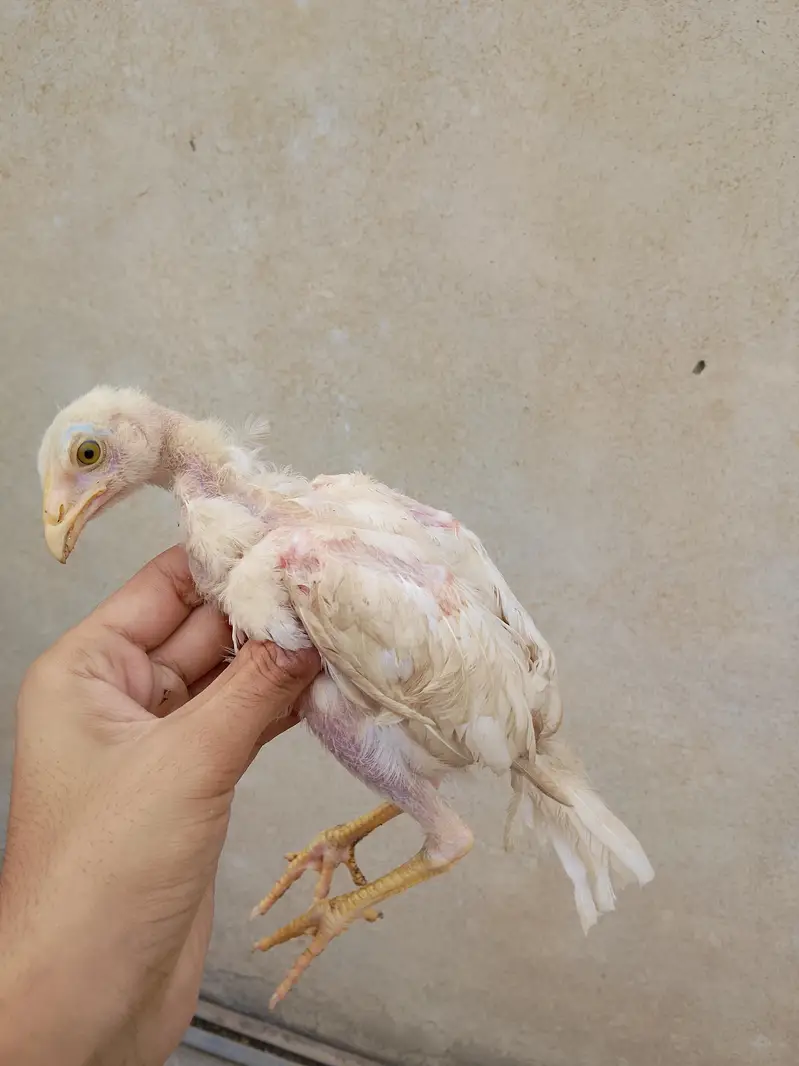 Mianwali pure Heera aseel — photo 2