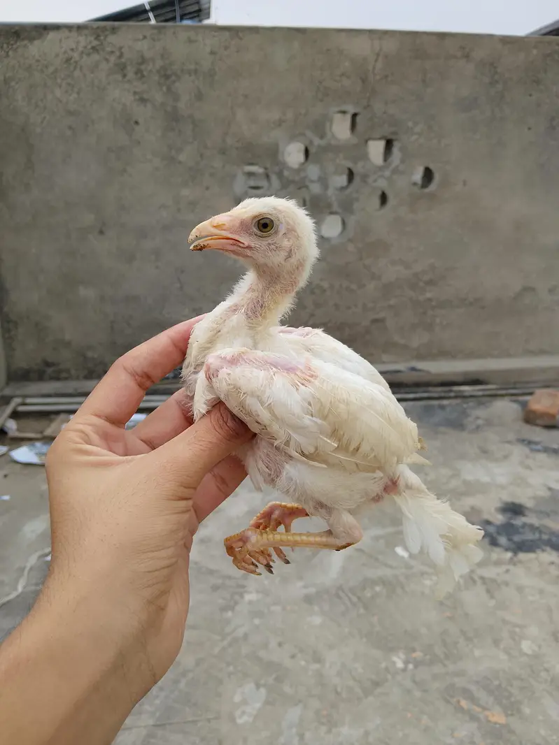 Mianwali pure Heera aseel — photo 4