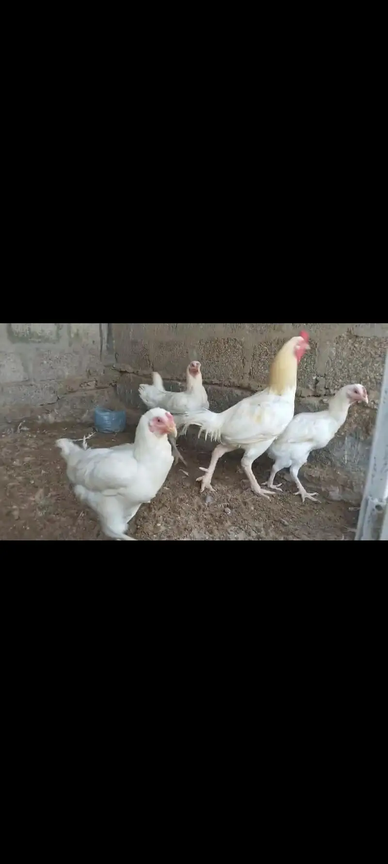 Aseel Hera — photo 2
