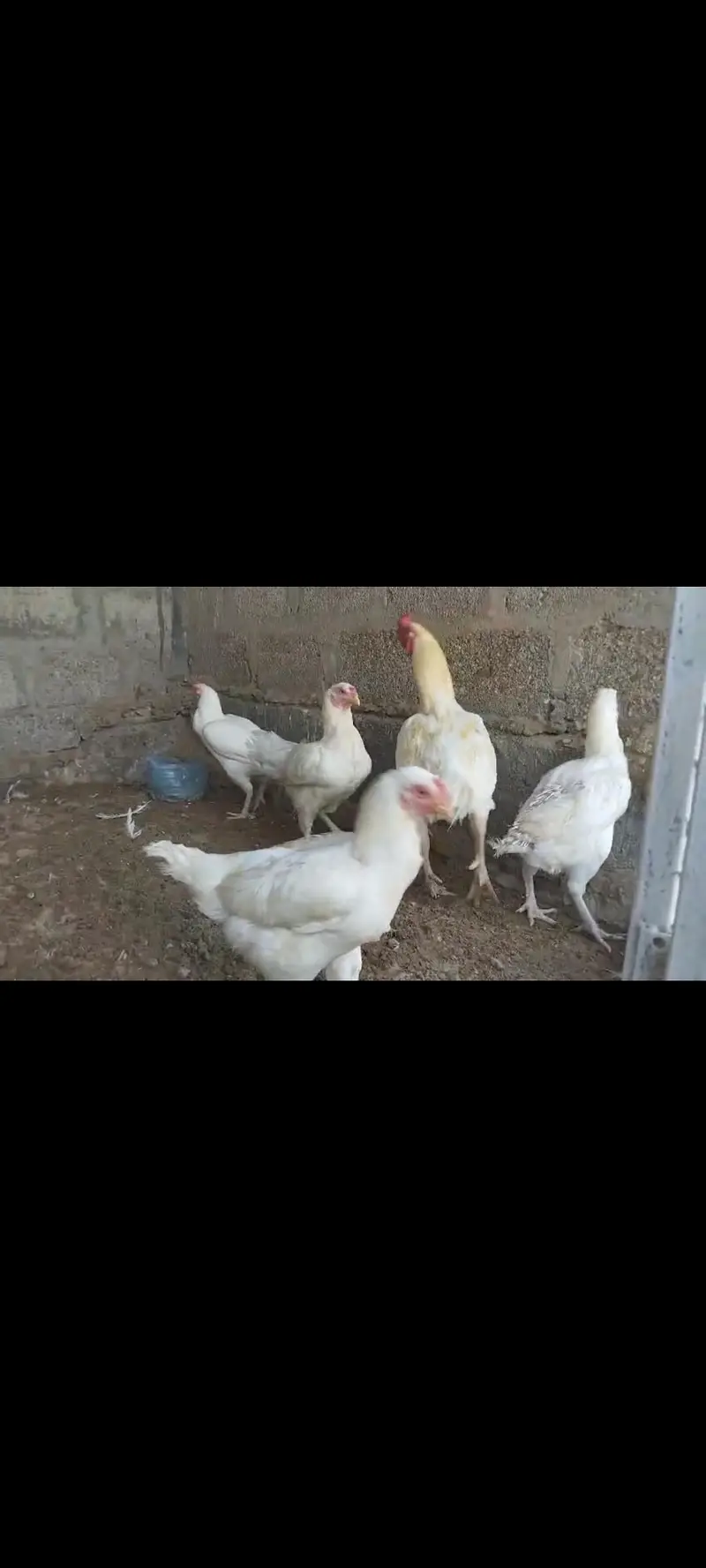 Aseel Hera — photo 3