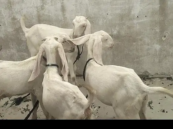 1 Bakra 3 bakriyan — photo 2