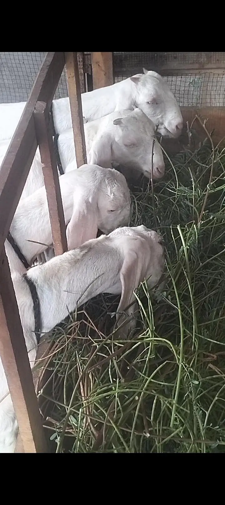 1 Bakra 3 bakriyan — photo 3