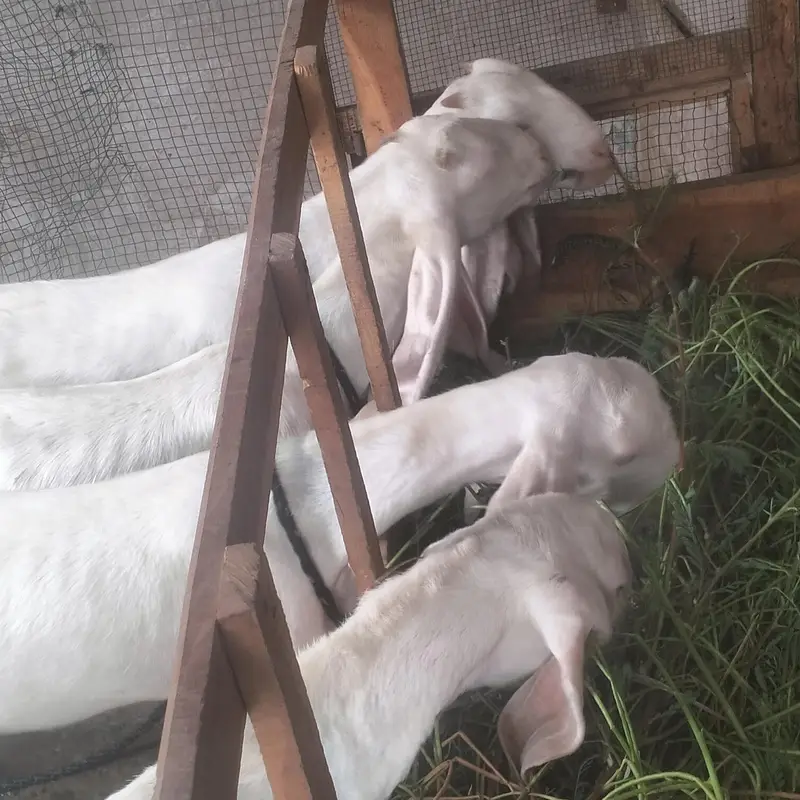 1 Bakra 3 bakriyan — photo 4