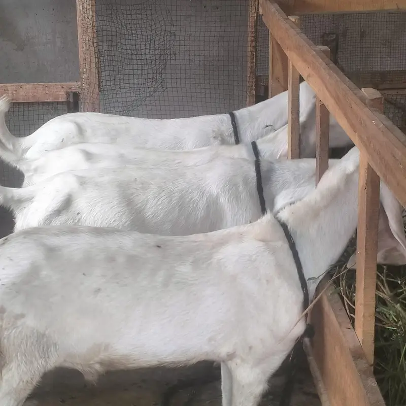 1 Bakra 3 bakriyan — photo 5