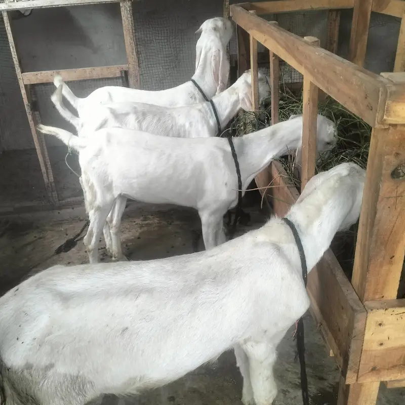 1 Bakra 3 bakriyan — photo 6