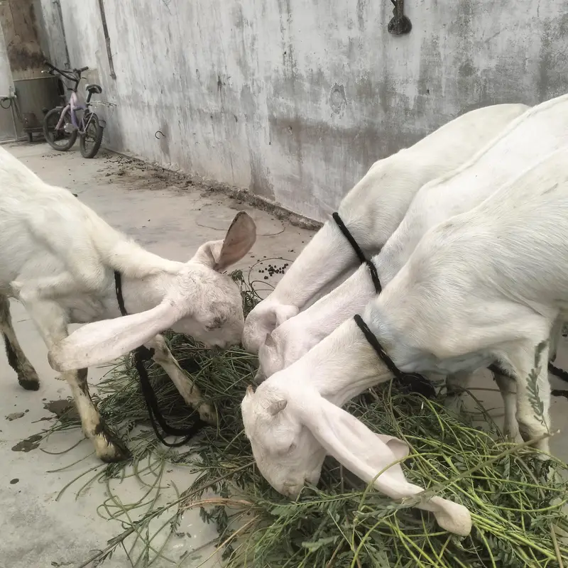 1 Bakra 3 bakriyan — photo 7