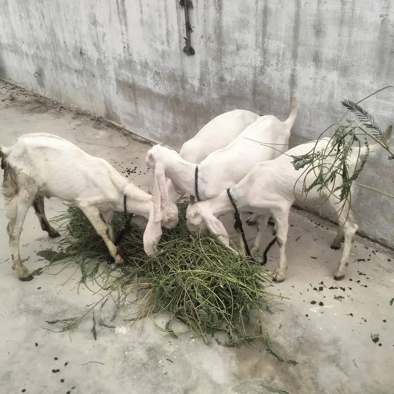 1 Bakra 3 bakriyan — photo 8