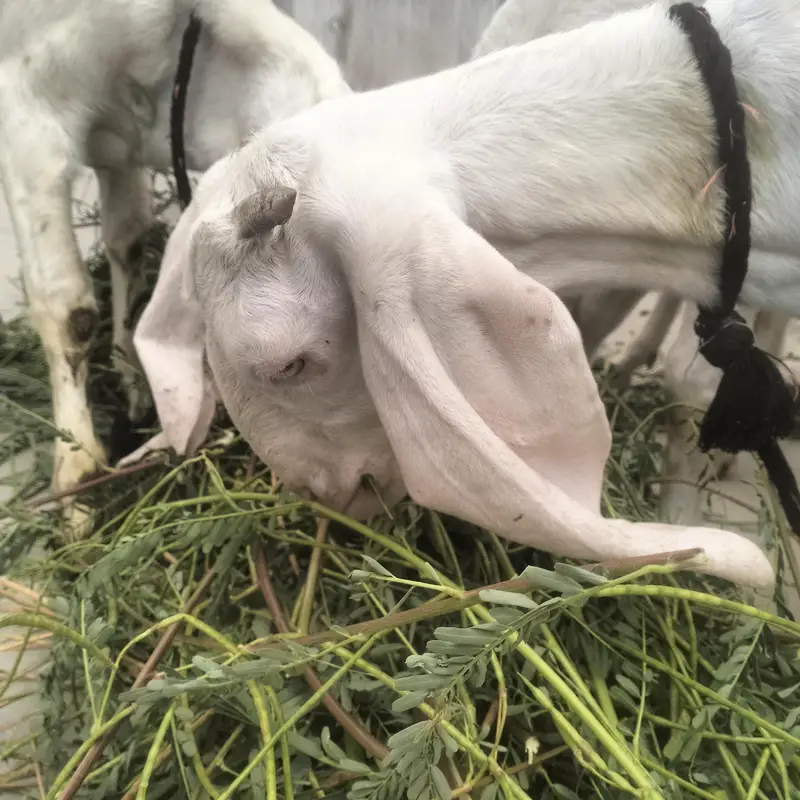 1 Bakra 3 bakriyan — photo 9