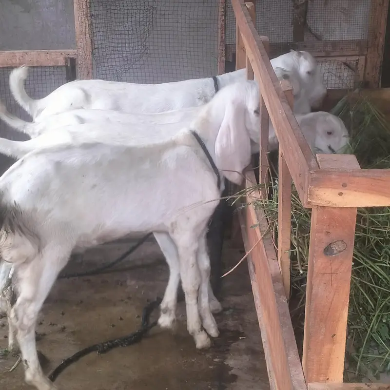 1 Bakra 3 bakriyan — photo 10