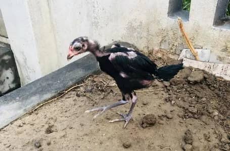 breed purre thii fiter bladline vvip black eyes nok nalii