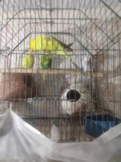 brids  for sell 2 pairs
