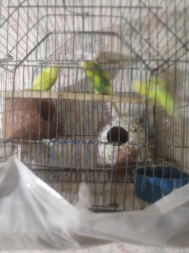 brids  for sell 2 pairs — photo 2