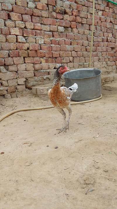 original seal hen