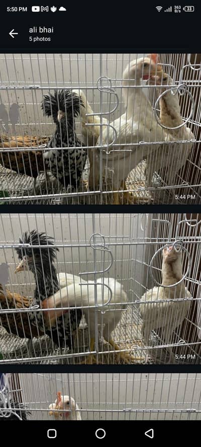 3 paper white heera 1 silver laced polish 1 golden laced polish