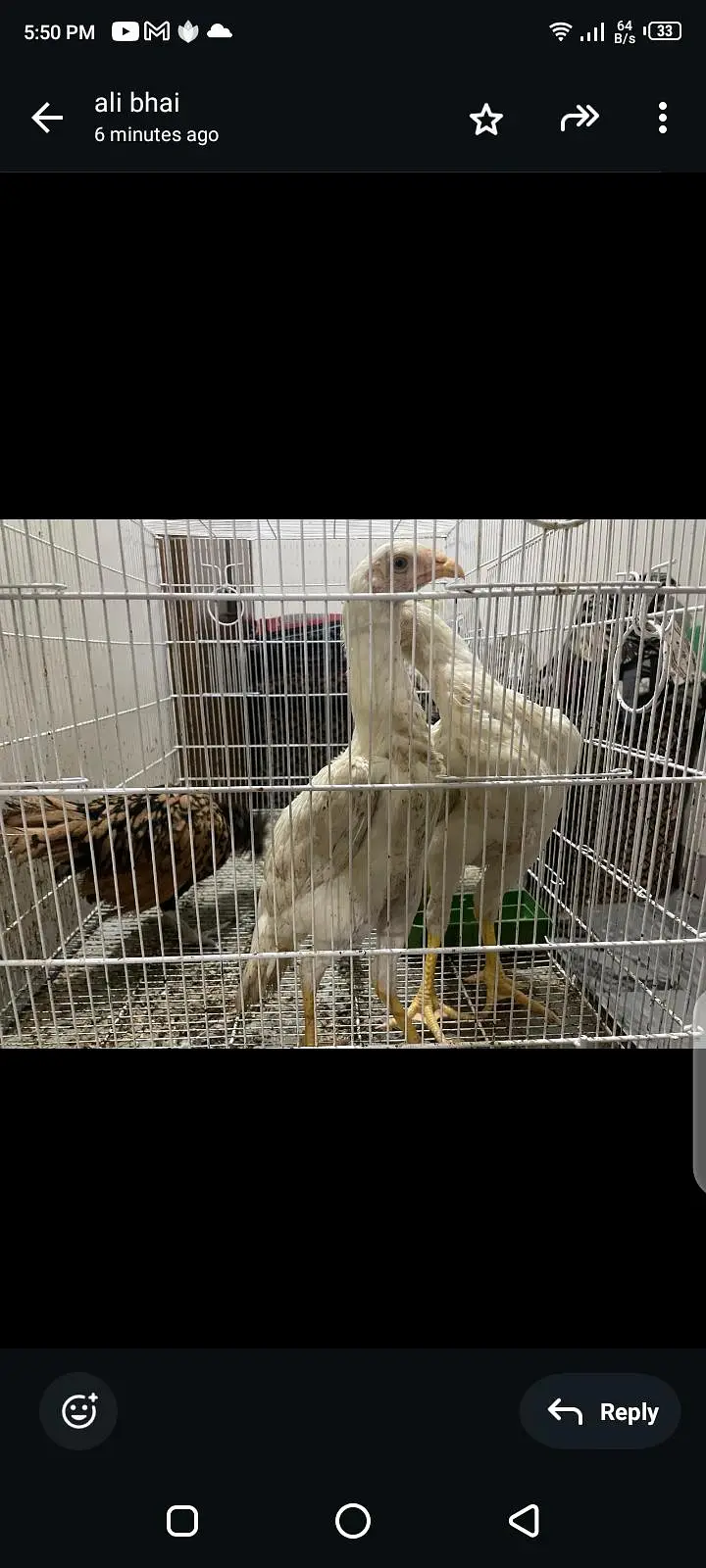 3 paper white heera 1 silver laced polish 1 golden laced polish — photo 2
