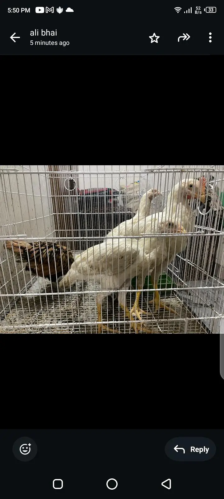 3 paper white heera 1 silver laced polish 1 golden laced polish — photo 3