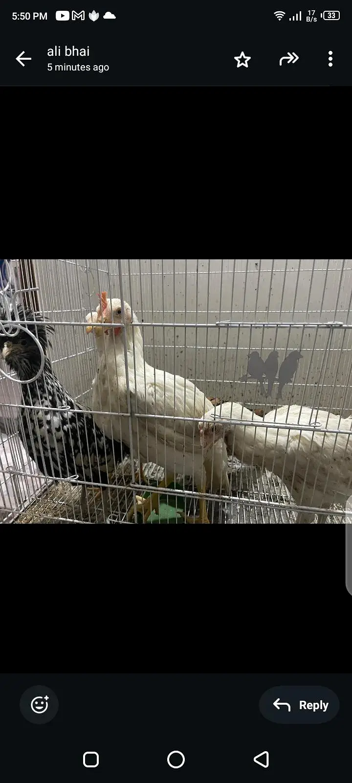 3 paper white heera 1 silver laced polish 1 golden laced polish — photo 4