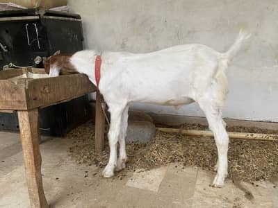 Male jori aik bakra chamba hai aik ablack color mai