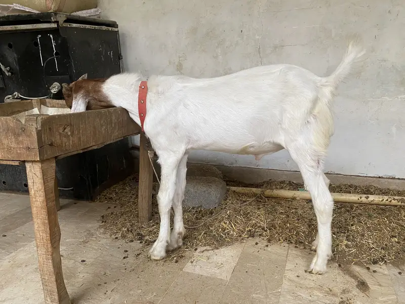 Male jori aik bakra chamba hai aik ablack color mai