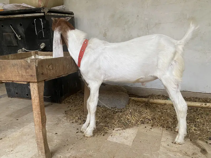 Male jori aik bakra chamba hai aik ablack color mai — photo 4