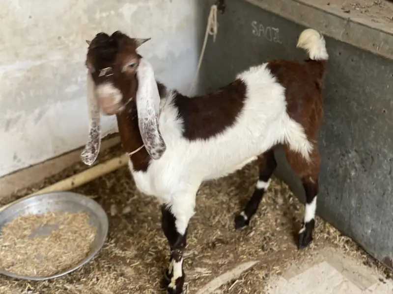 Male jori aik bakra chamba hai aik ablack color mai — photo 5