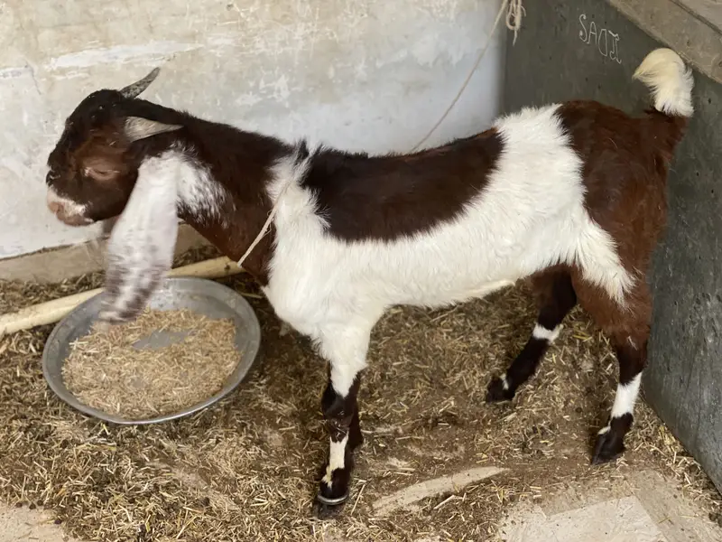 Male jori aik bakra chamba hai aik ablack color mai — photo 6