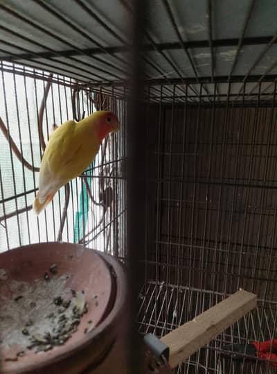 love bird 1500