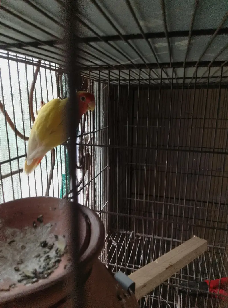 love bird 1500 — photo 2