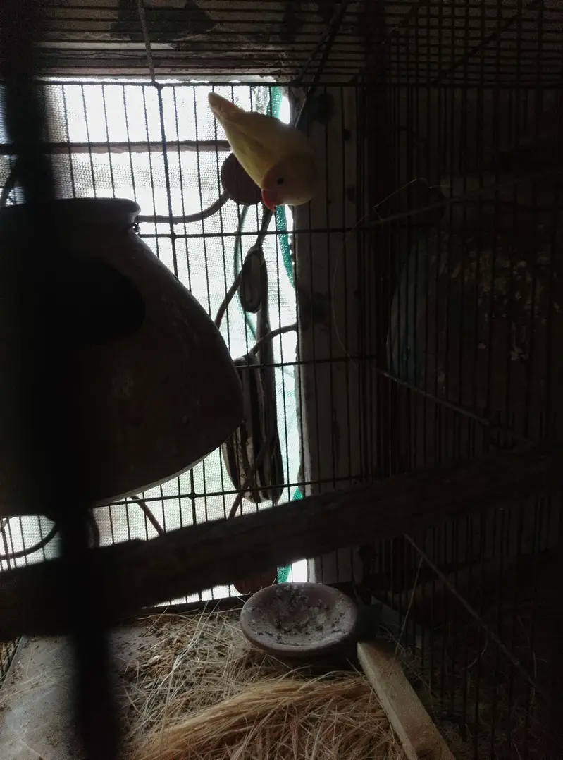 love bird 1500 — photo 3