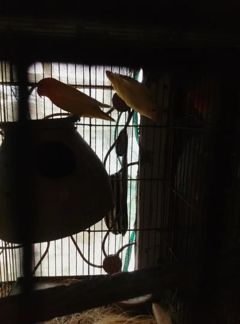 love bird 1500 — photo 4