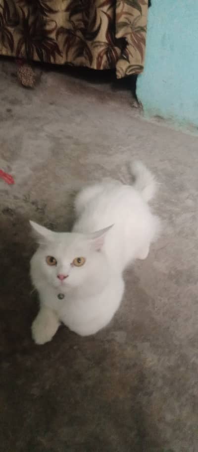 Cat for Sale