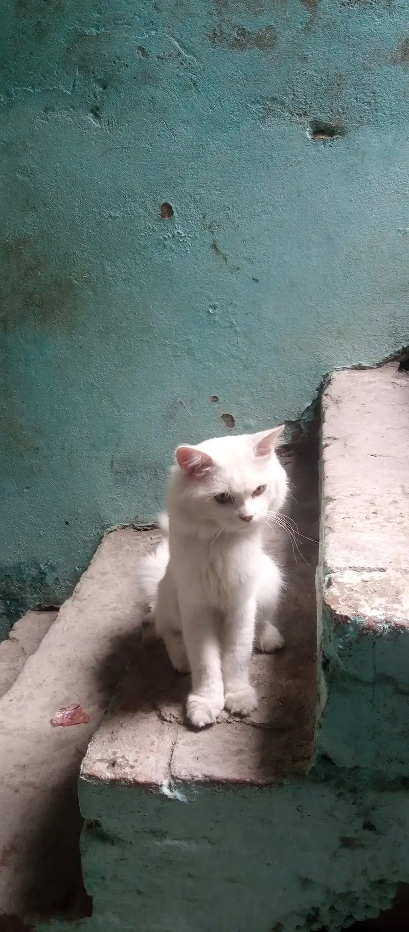 Cat for Sale — photo 2