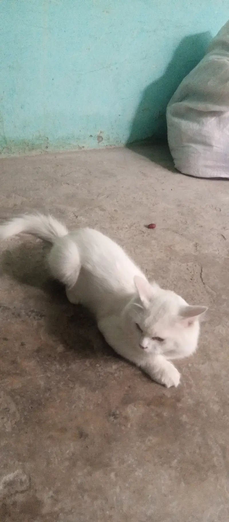 Cat for Sale — photo 3