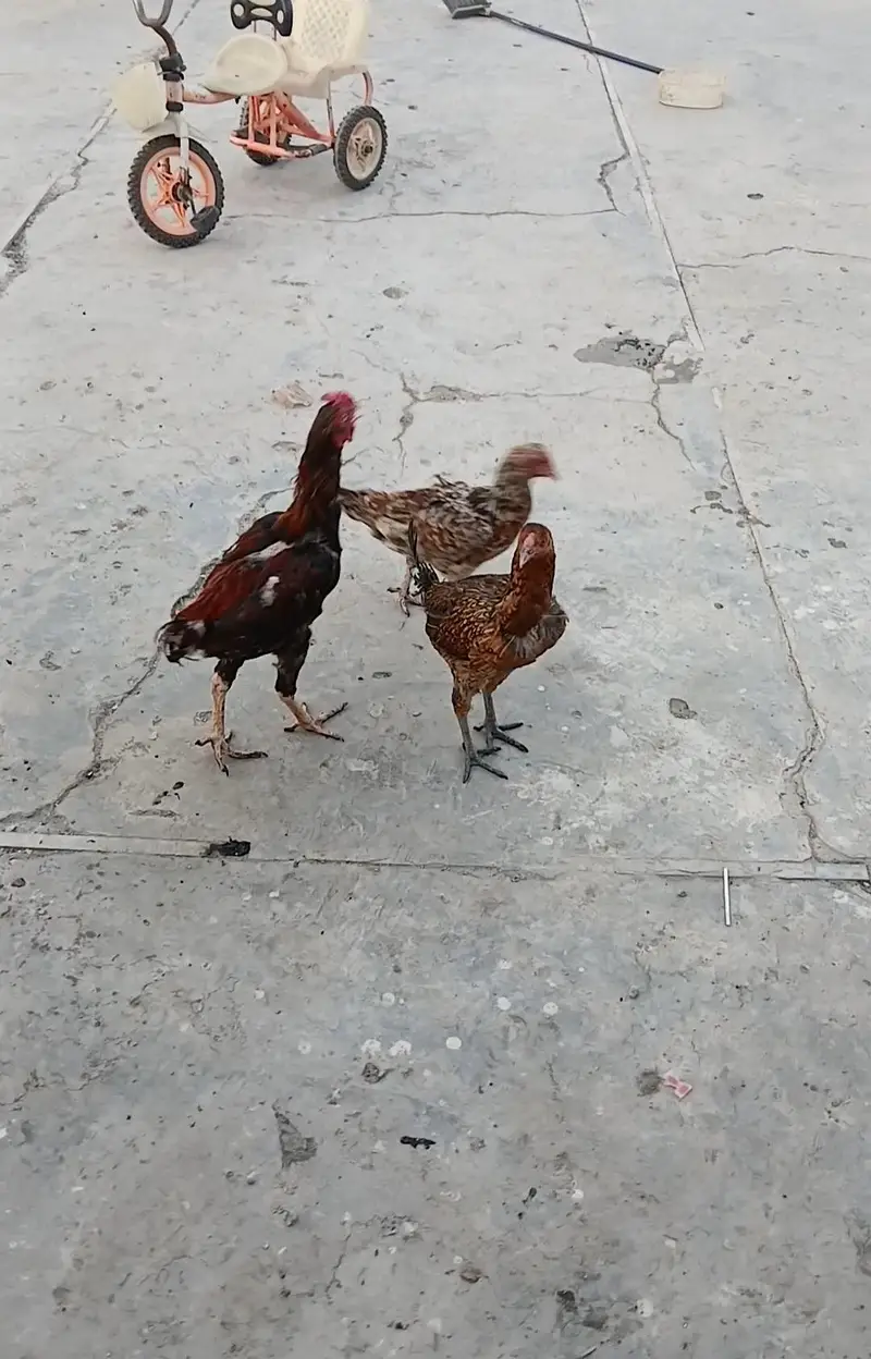 Aseel 2 pair for sale — photo 2