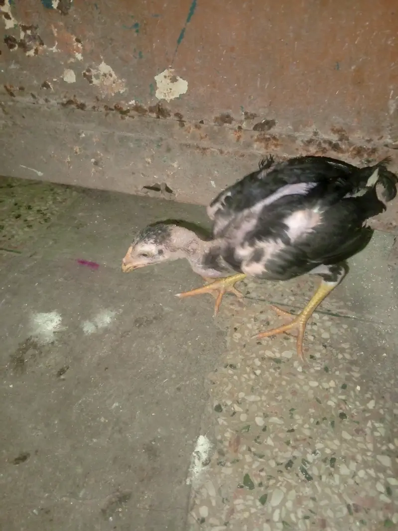 aseel lasani murgi or chiks — photo 2