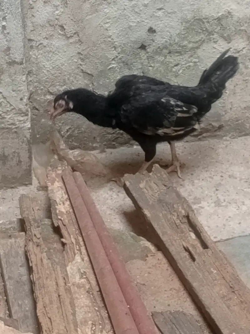 aseel lasani murgi or chiks — photo 3