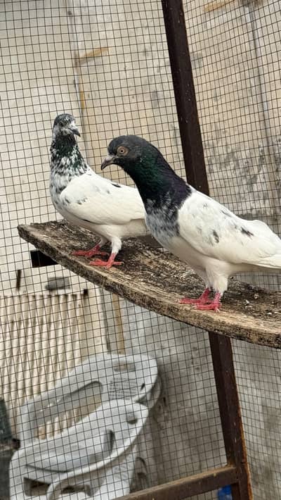 taddy rampori  golden 9 jory for sale