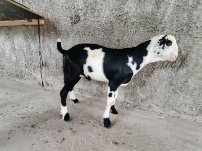 Pure tedi aandu bakra