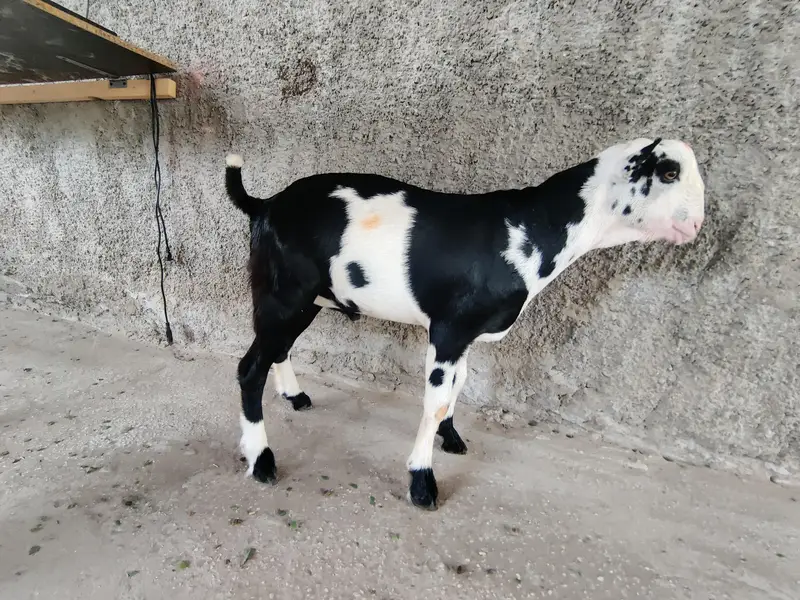 Pure tedi aandu bakra