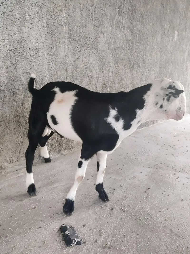 Pure tedi aandu bakra — photo 2