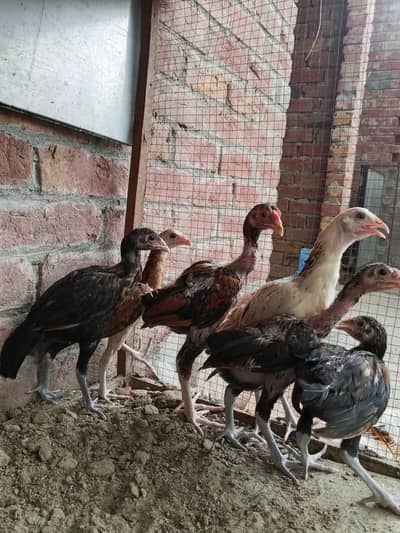 aseel chicks